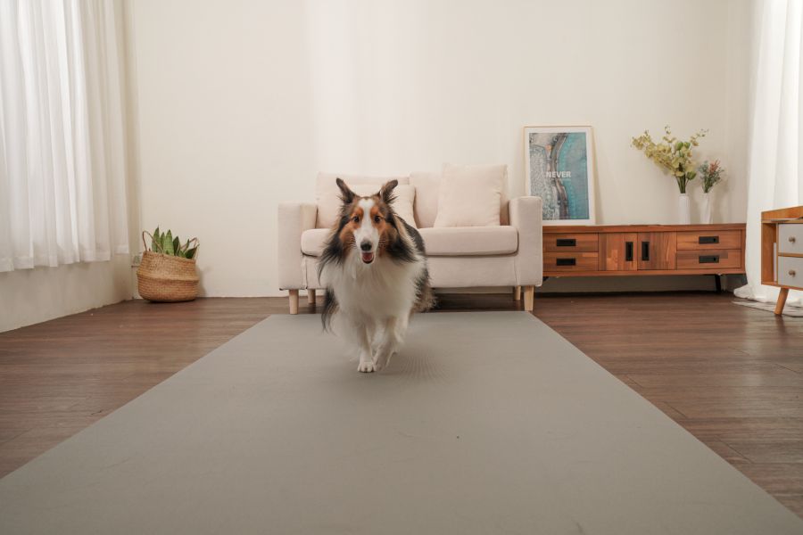 EZCare Solution CO., LTD.nonslip mat for dogs